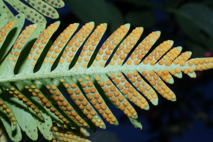 Polypodiaceae Pleopeltis plebeium