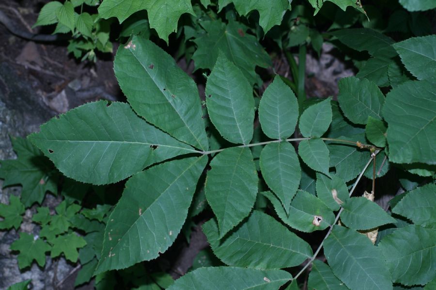 Juglandaceae Carya cordiformis