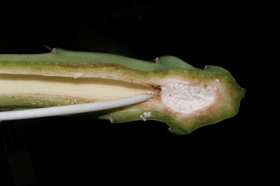 Cactaceae Acanthocereus tetragonus