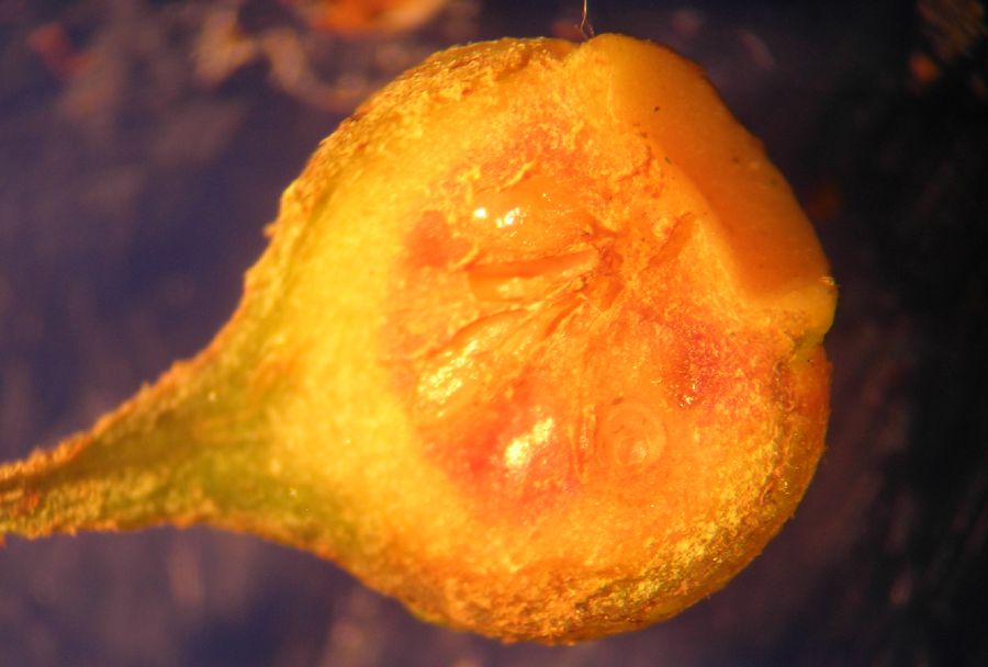 Monimiaceae Siparuna 