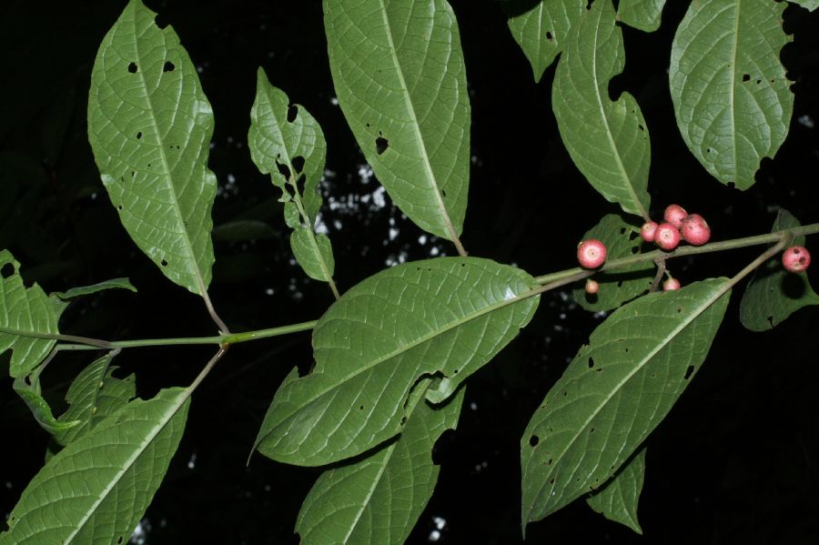 Monimiaceae Siparuna 