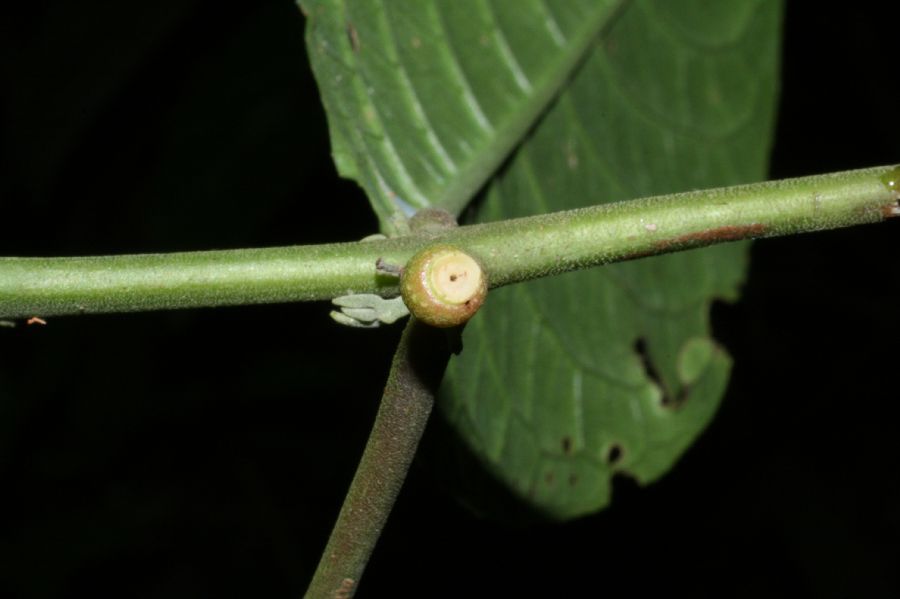 Monimiaceae Siparuna 