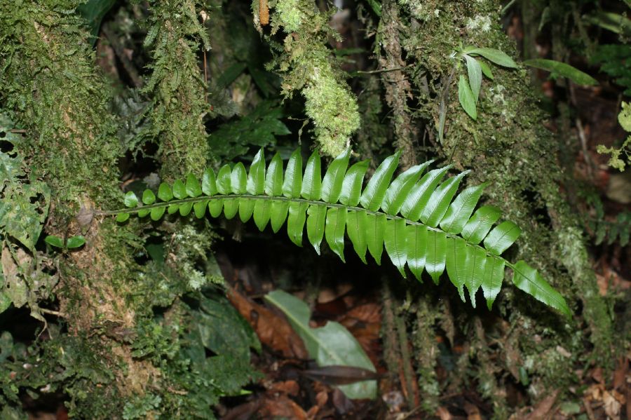 Lomariopsidaceae Lomariopsis vestita