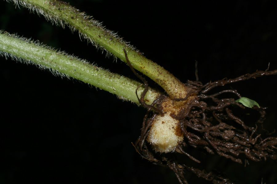 Lonchitidaceae Lonchitis hirsuta