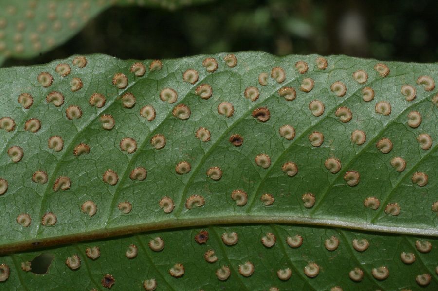 Tectariaceae Tectaria moranii