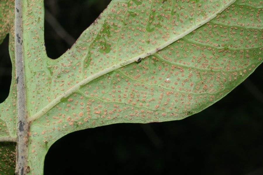 Tectariaceae Hypoderris nicotianifolia