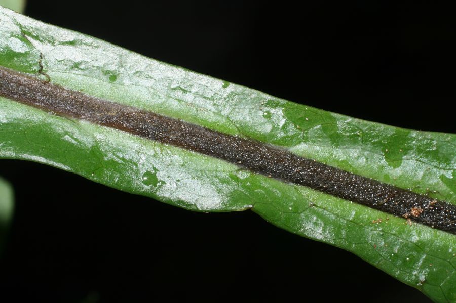 Tectariaceae Hypoderris nicotianifolia