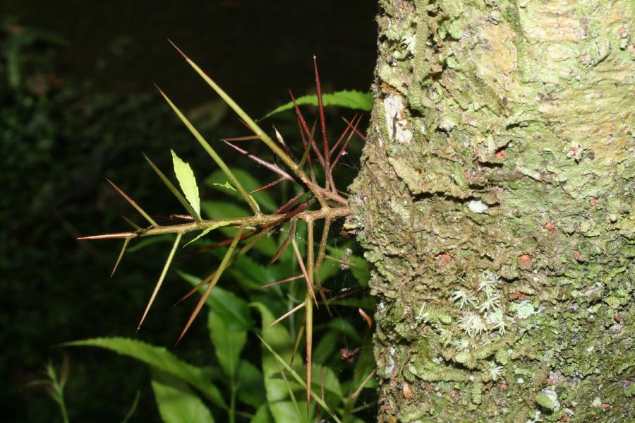 Salicaceae Xylosma chlorantha