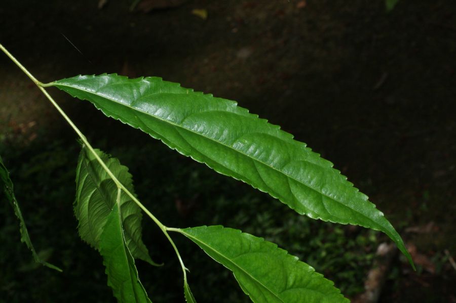 Salicaceae Xylosma chlorantha