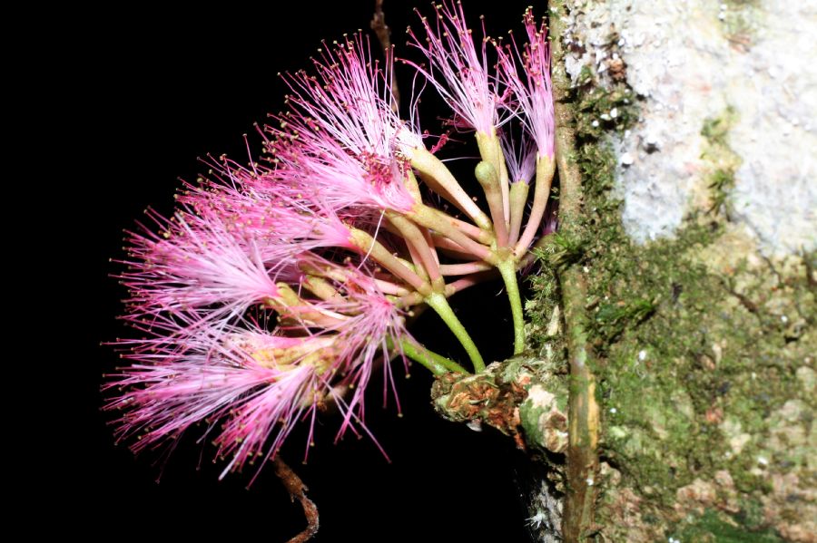 Fabaceae Zygia gigantifoliola