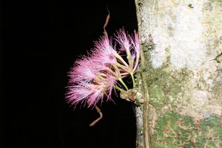 Fabaceae Zygia gigantifoliola