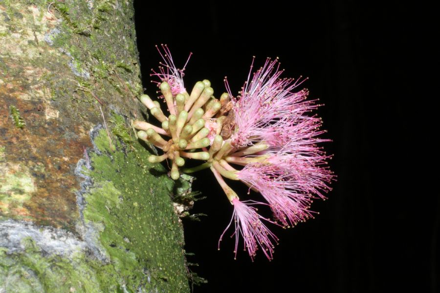 Fabaceae Zygia gigantifoliola