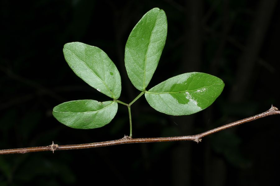 Fabaceae Pithecellobium unguis-cati