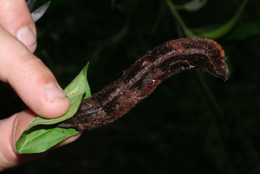 Fabaceae Stizolobium puriens