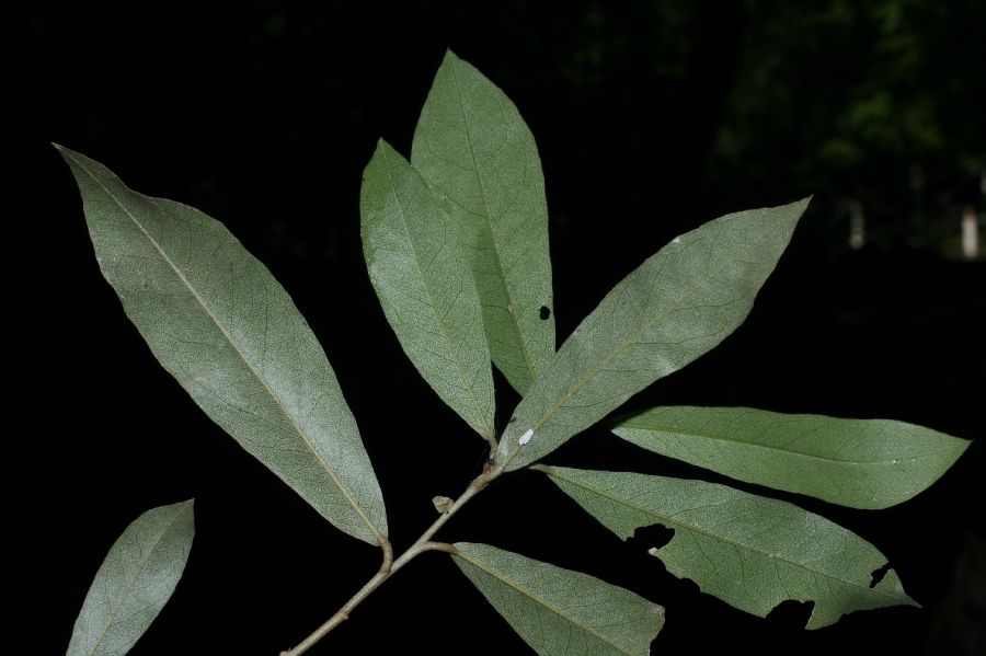 Capparaceae Capparis indica