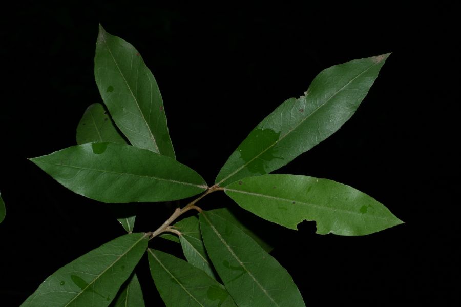 Capparaceae Capparis indica