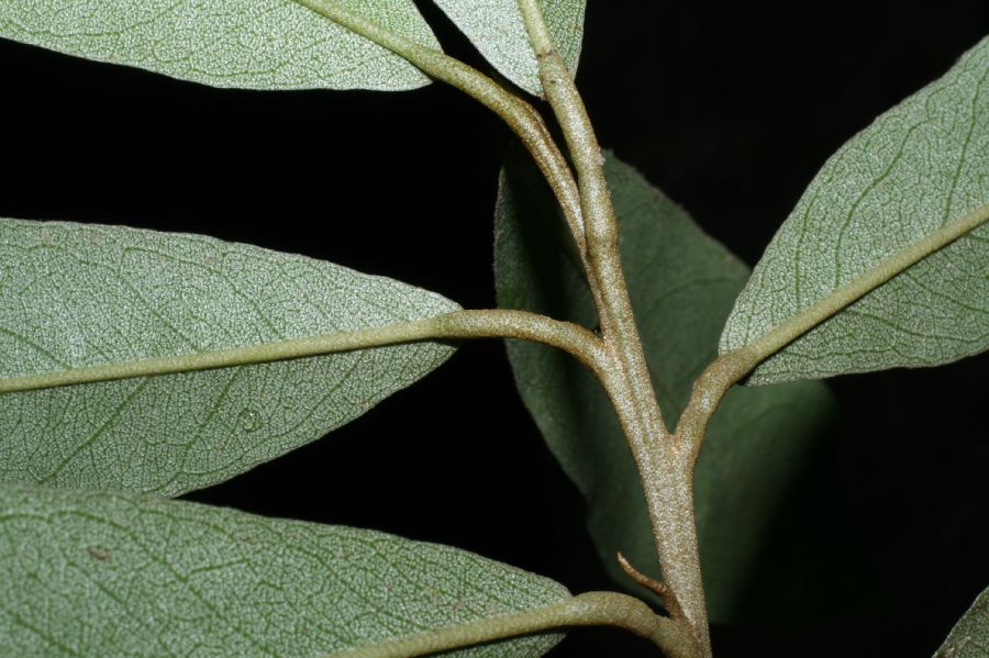 Capparaceae Capparis indica