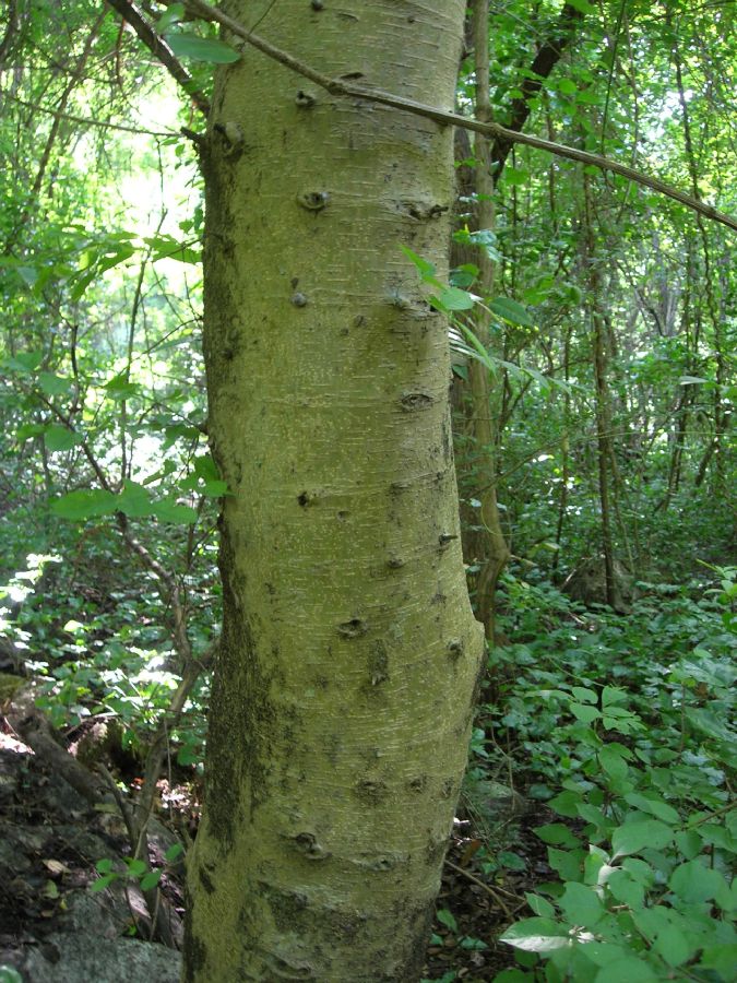 Moraceae Maclura tinctoria
