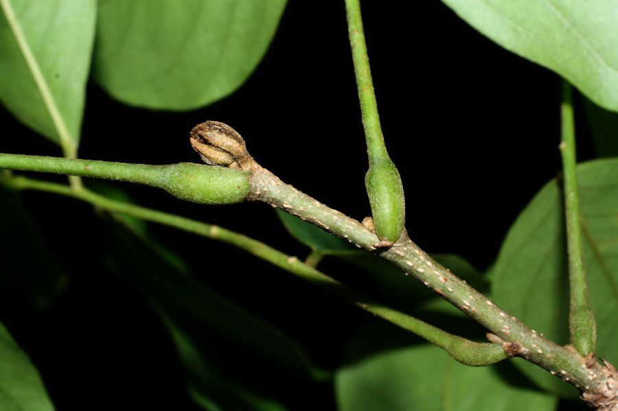 Fabaceae Pterocarpus rohrii