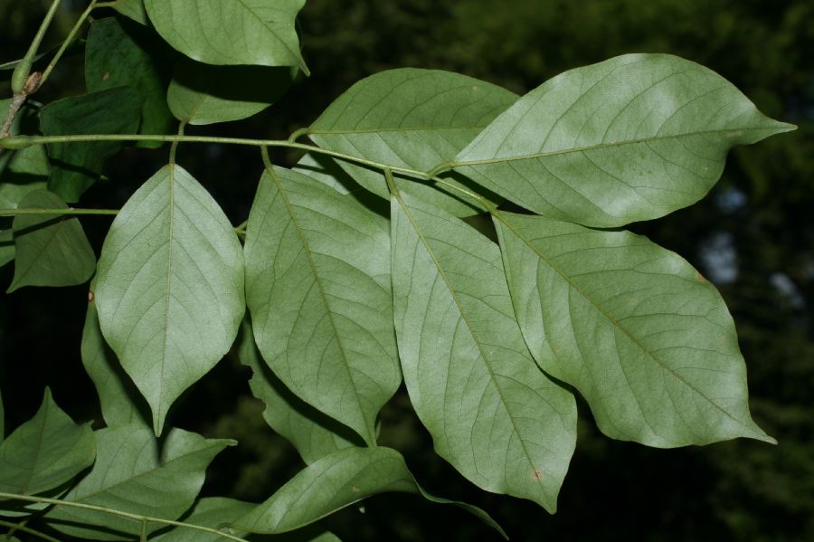 Fabaceae Pterocarpus rohrii