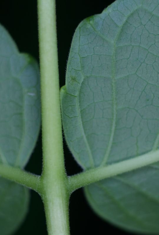 Simaroubaceae Ailanthus altissima