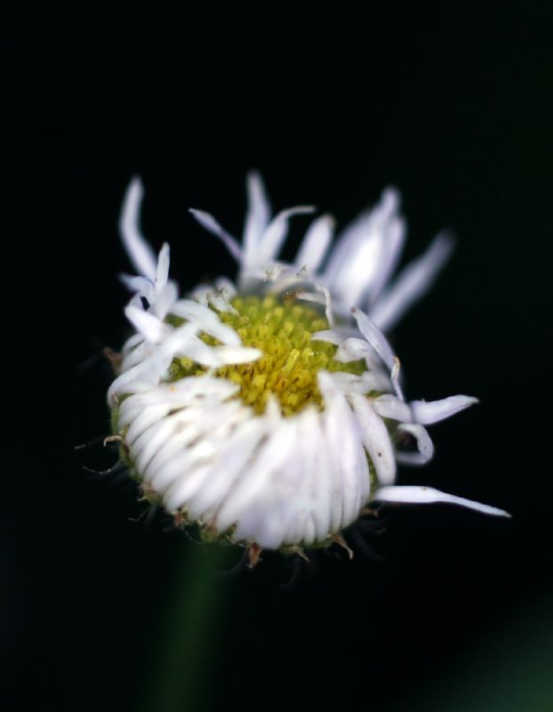 Asteraceae Erigeron philadelphicus