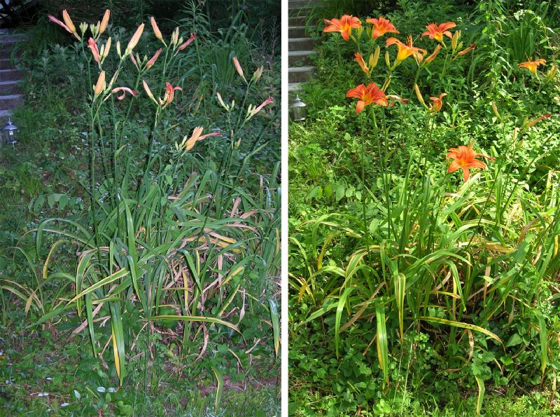 Asphodelaceae Hemerocallis fulva