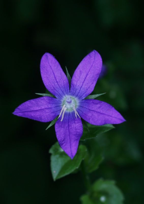 Campanulaceae Triodanis perfoliata