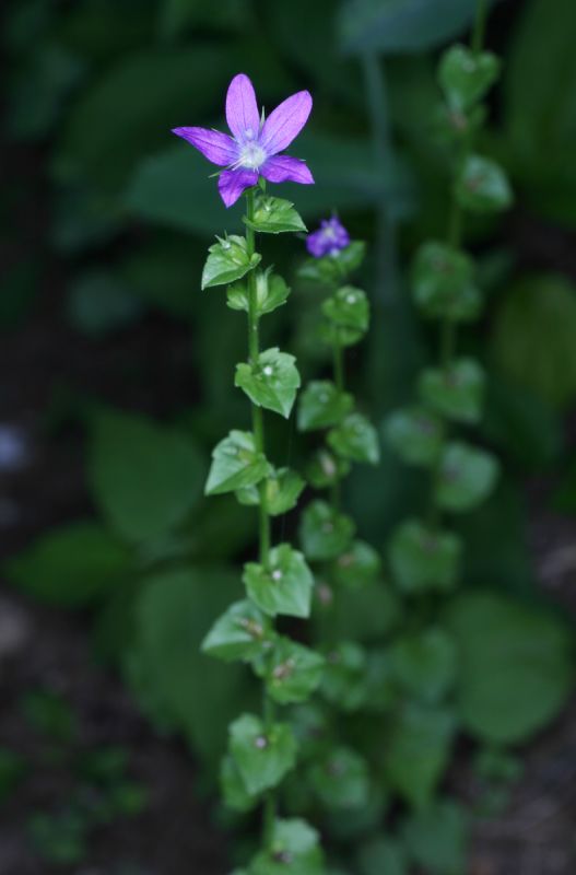 Campanulaceae Triodanis perfoliata