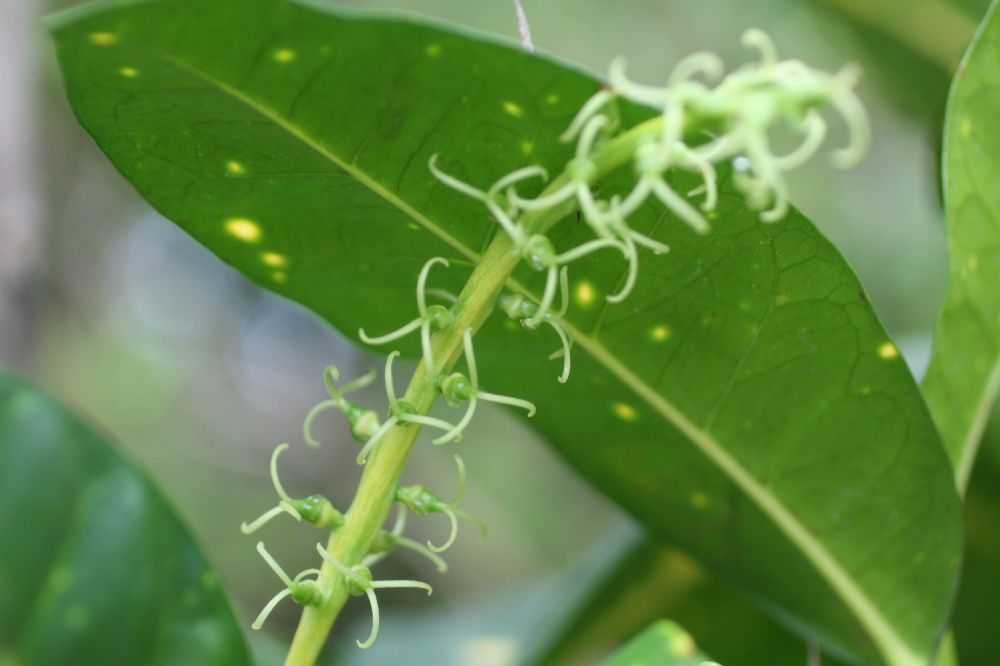 Euphorbiaceae Codiaeum variegatum