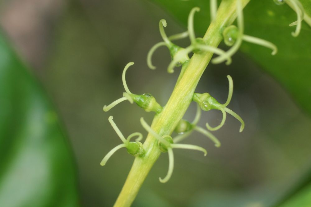 Euphorbiaceae Codiaeum variegatum