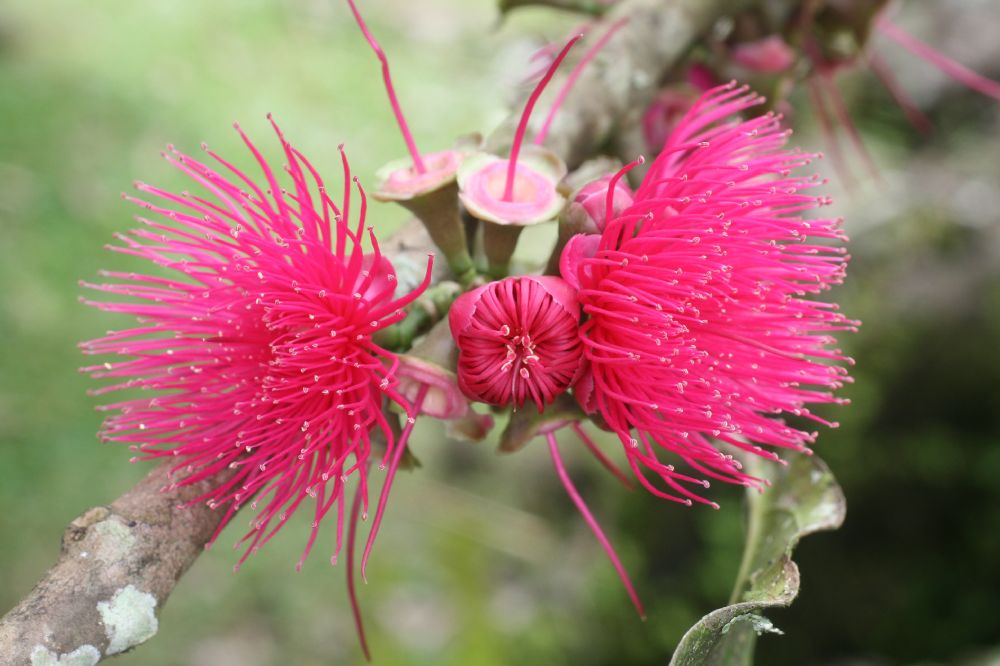 Myrtaceae Syzygium malaccense