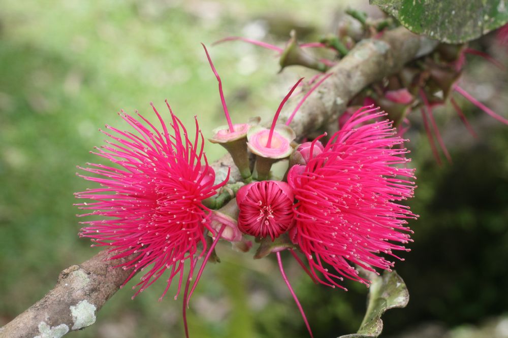 Myrtaceae Syzygium malaccense