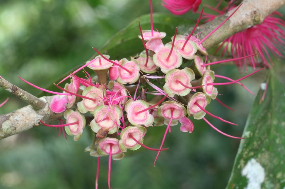 Myrtaceae Syzygium malaccense