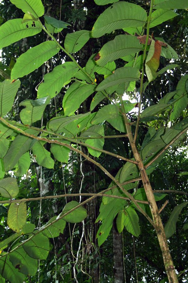Moraceae Castilla elastica
