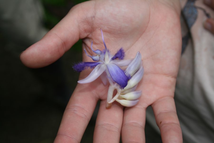 Commelinaceae Cochliostema odoratissimum