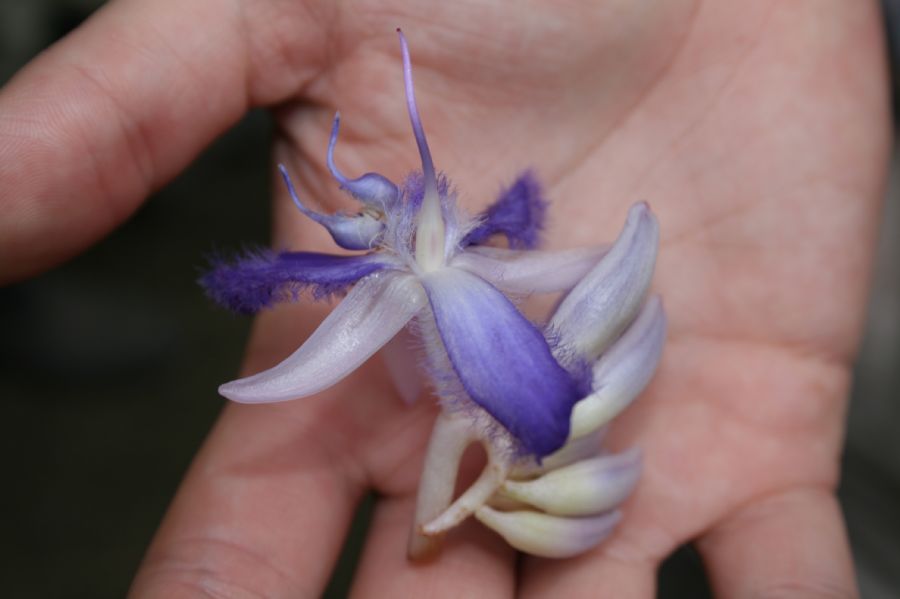 Commelinaceae Cochliostema odoratissimum