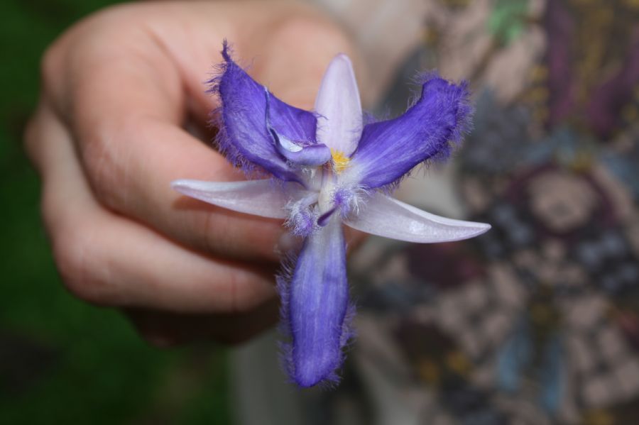 Commelinaceae Cochliostema odoratissimum