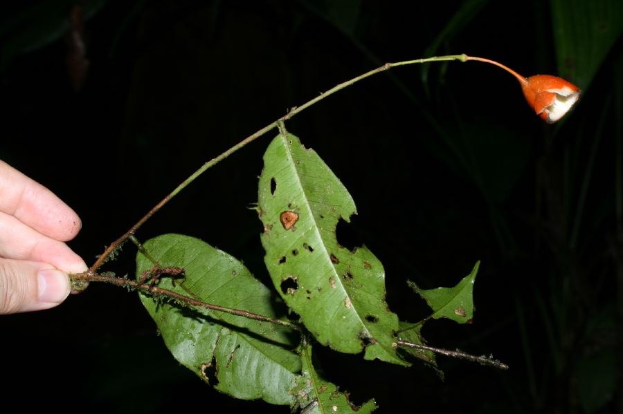 Fabaceae Swartzia costaricensis