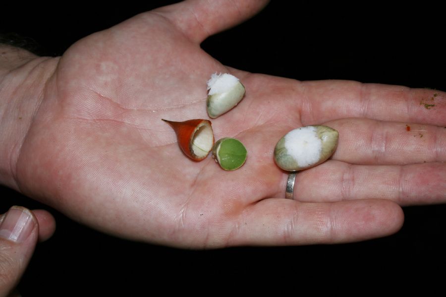 Fabaceae Swartzia costaricensis