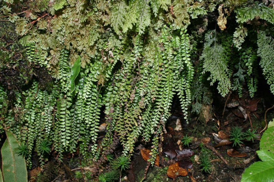 Polypodiaceae Alansmithia senilis