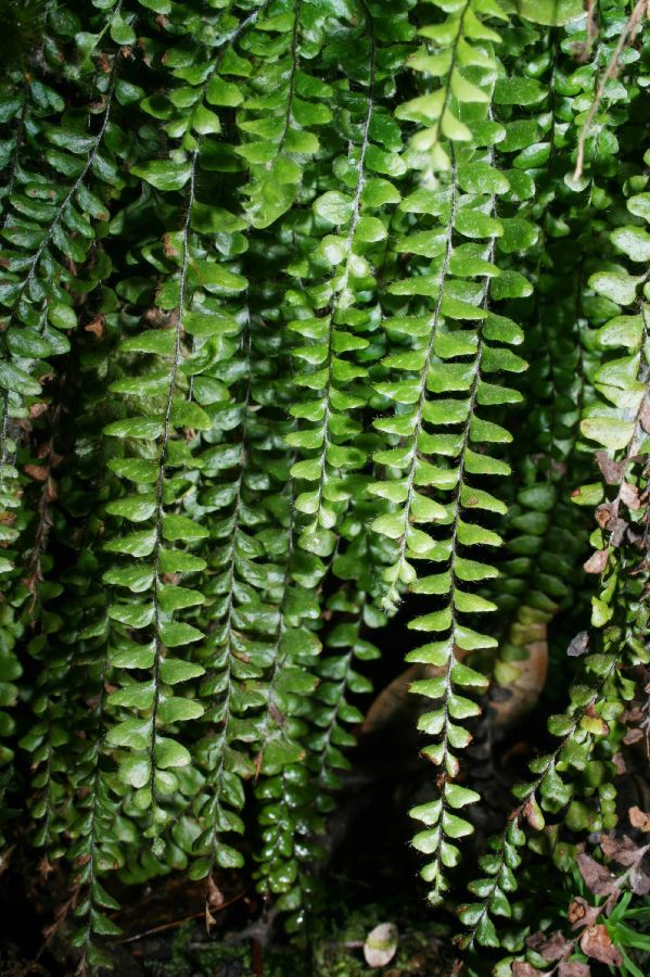 Polypodiaceae Alansmithia senilis