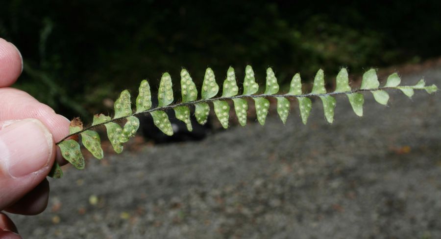 Polypodiaceae Alansmithia senilis