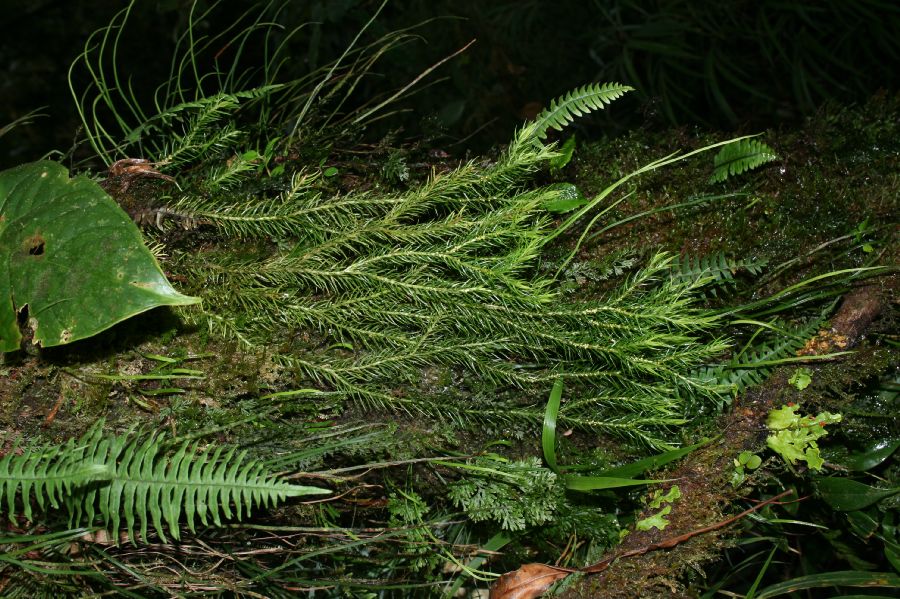 Lycopodiaceae Phlegmariurus homocarpus