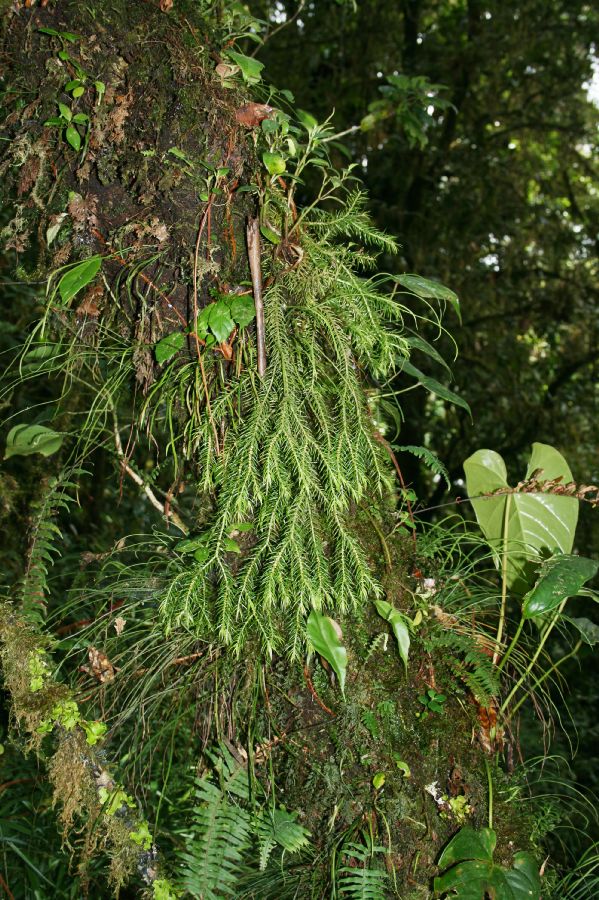 Lycopodiaceae Phlegmariurus homocarpus