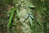 image of Asplenium juglandifolium