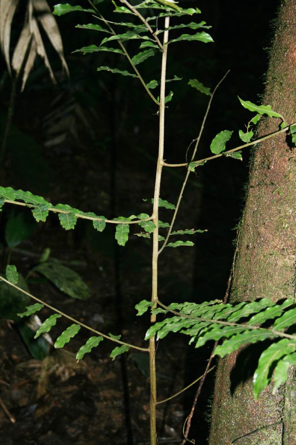 Salicaceae Casearia sylvestris