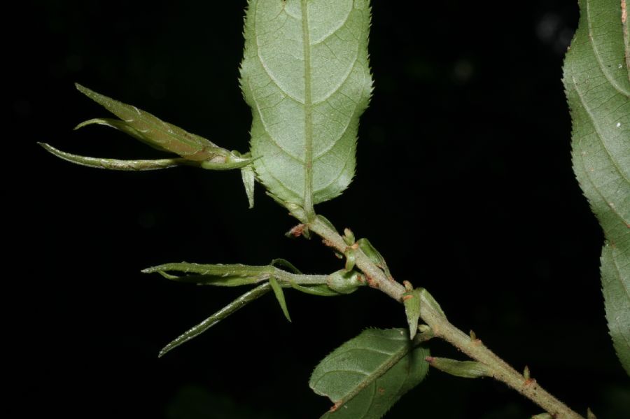 Salicaceae Casearia sylvestris