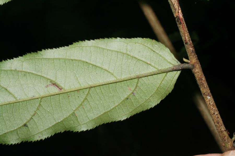 Salicaceae Casearia sylvestris