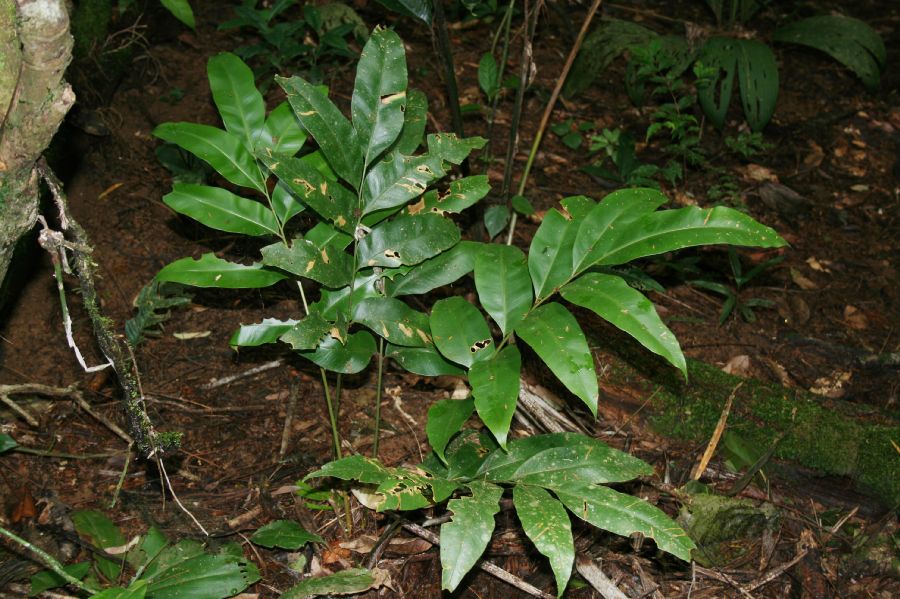 Dryopteridaceae Olfersia cervina